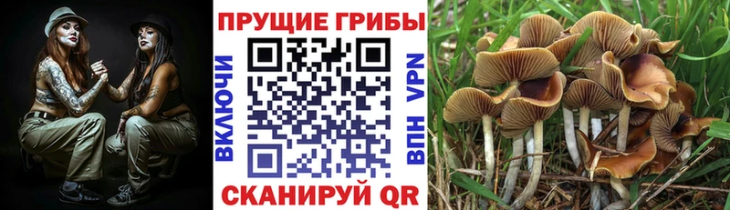Псилоцибиновые грибы Cubensis  Бирюч 